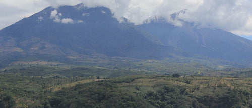 Guatemala Acatenango Gesha